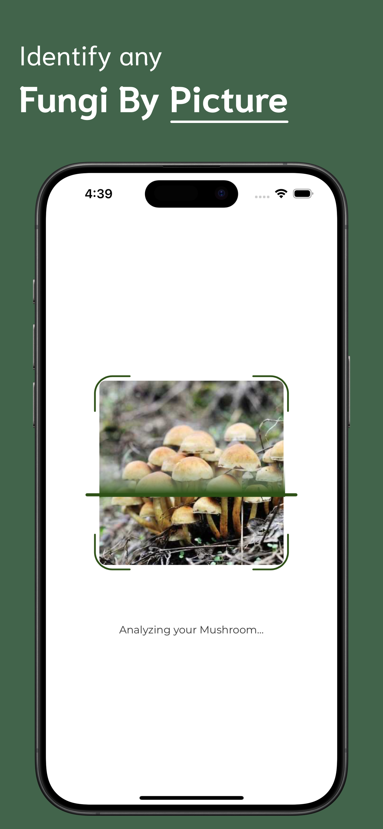 Mushroom Identifier screenshot 2