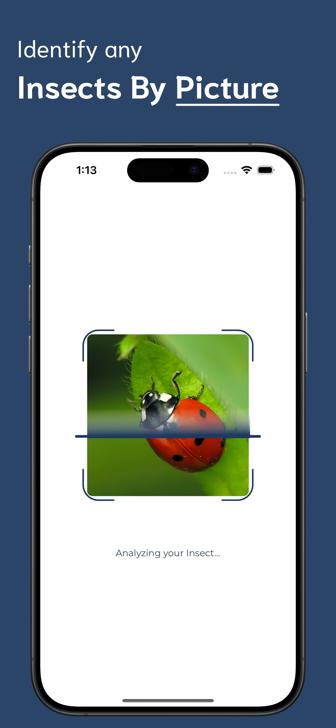 Insect Identifier screenshot 2