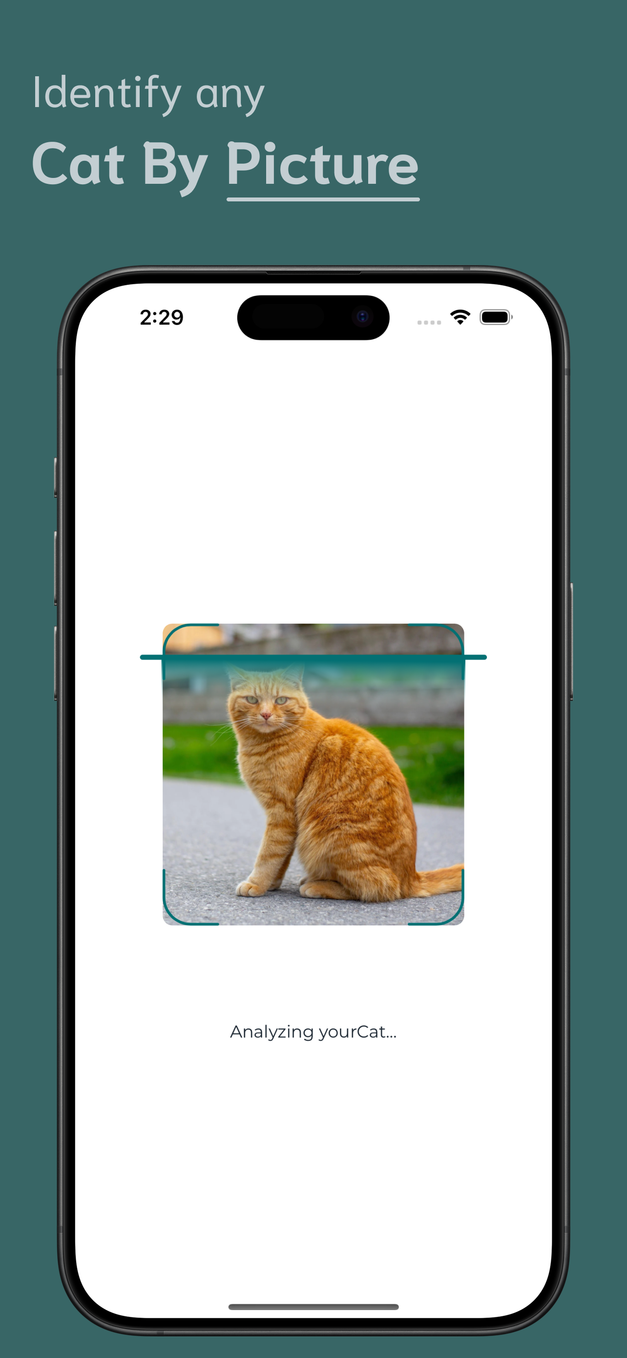 Cat Identifier screenshot 2