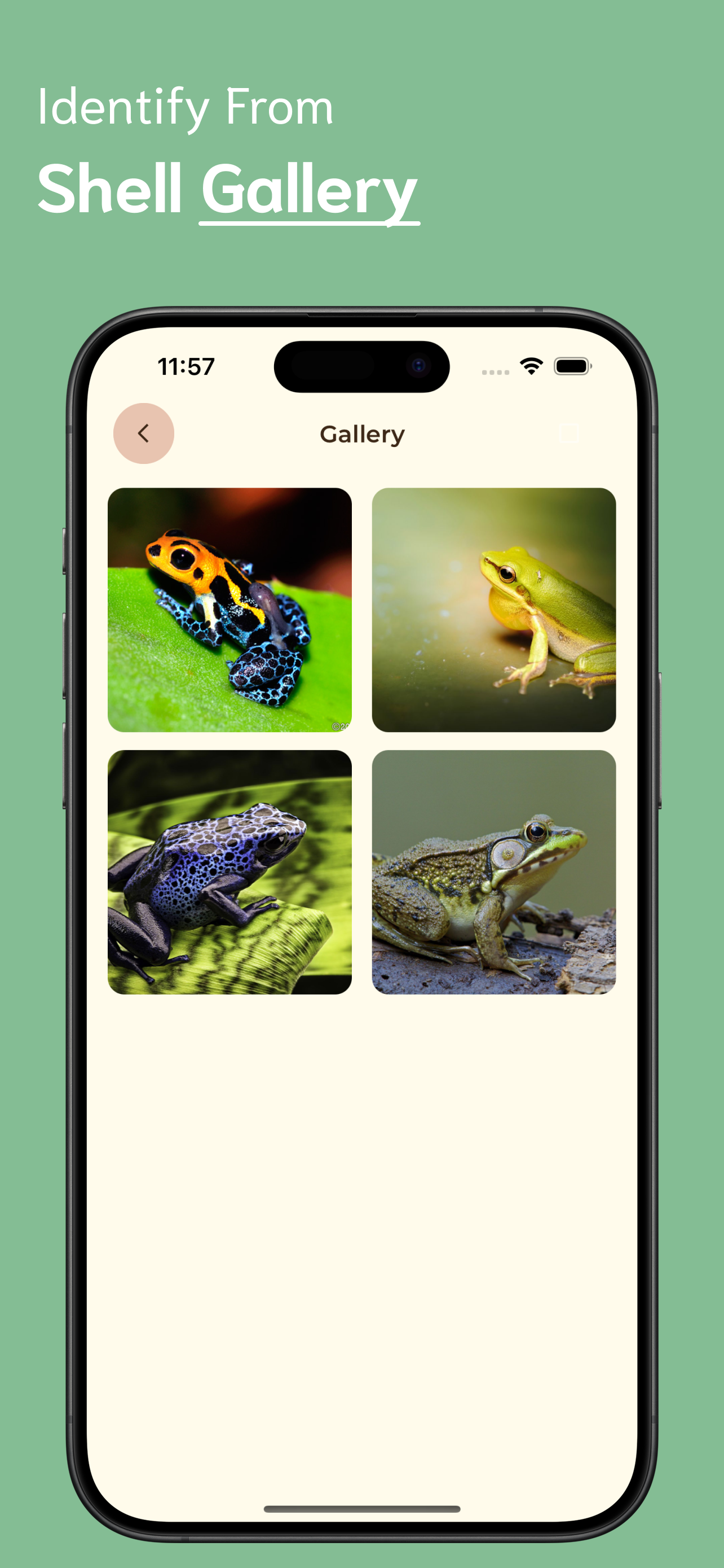 Frog Identifier screenshot 6