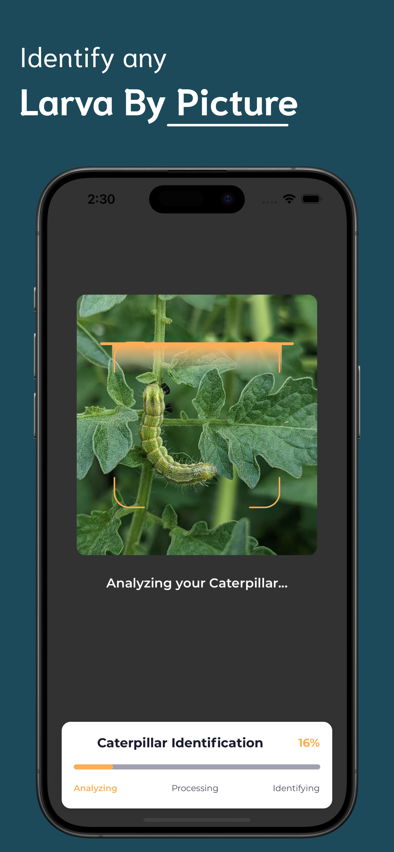 Caterpillar Identifier screenshot 2