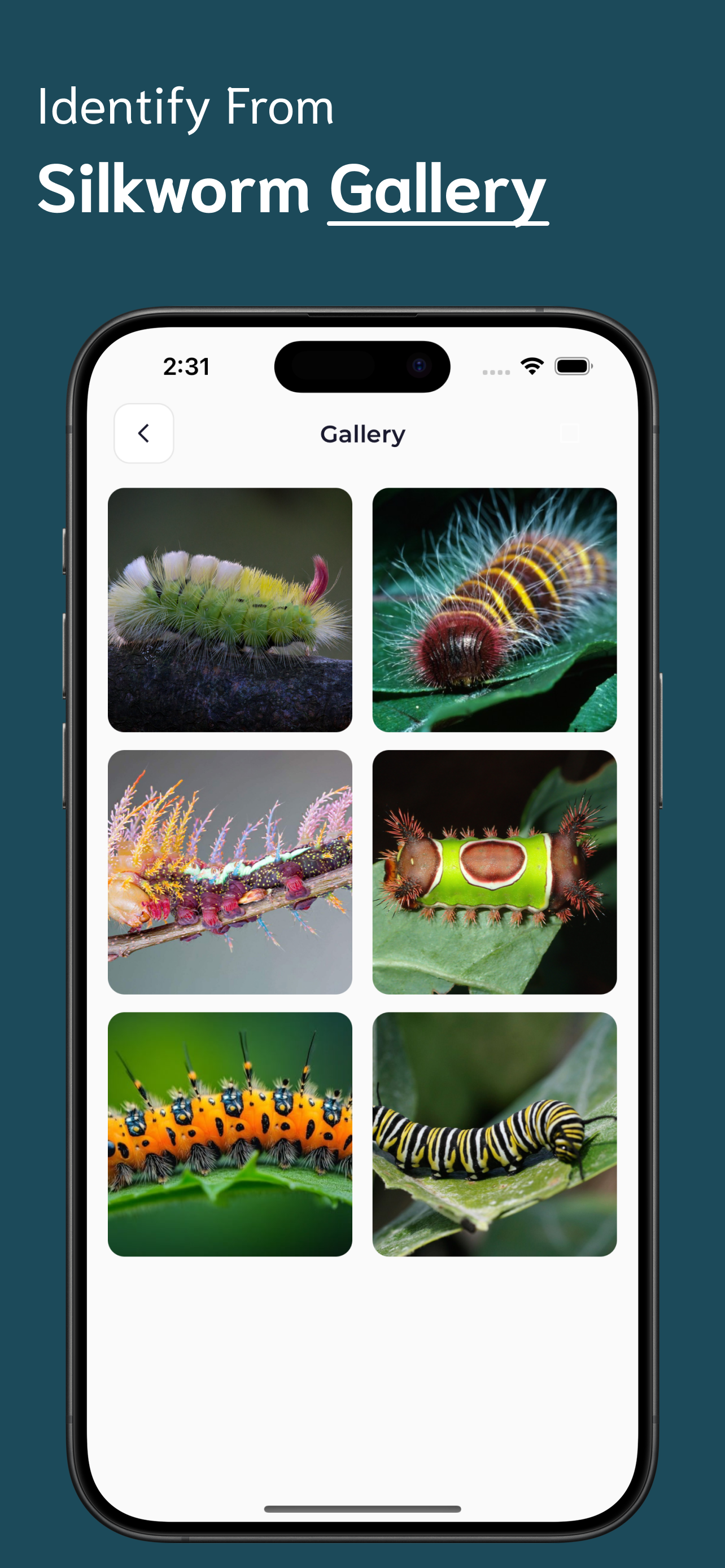 Caterpillar Identifier screenshot 6