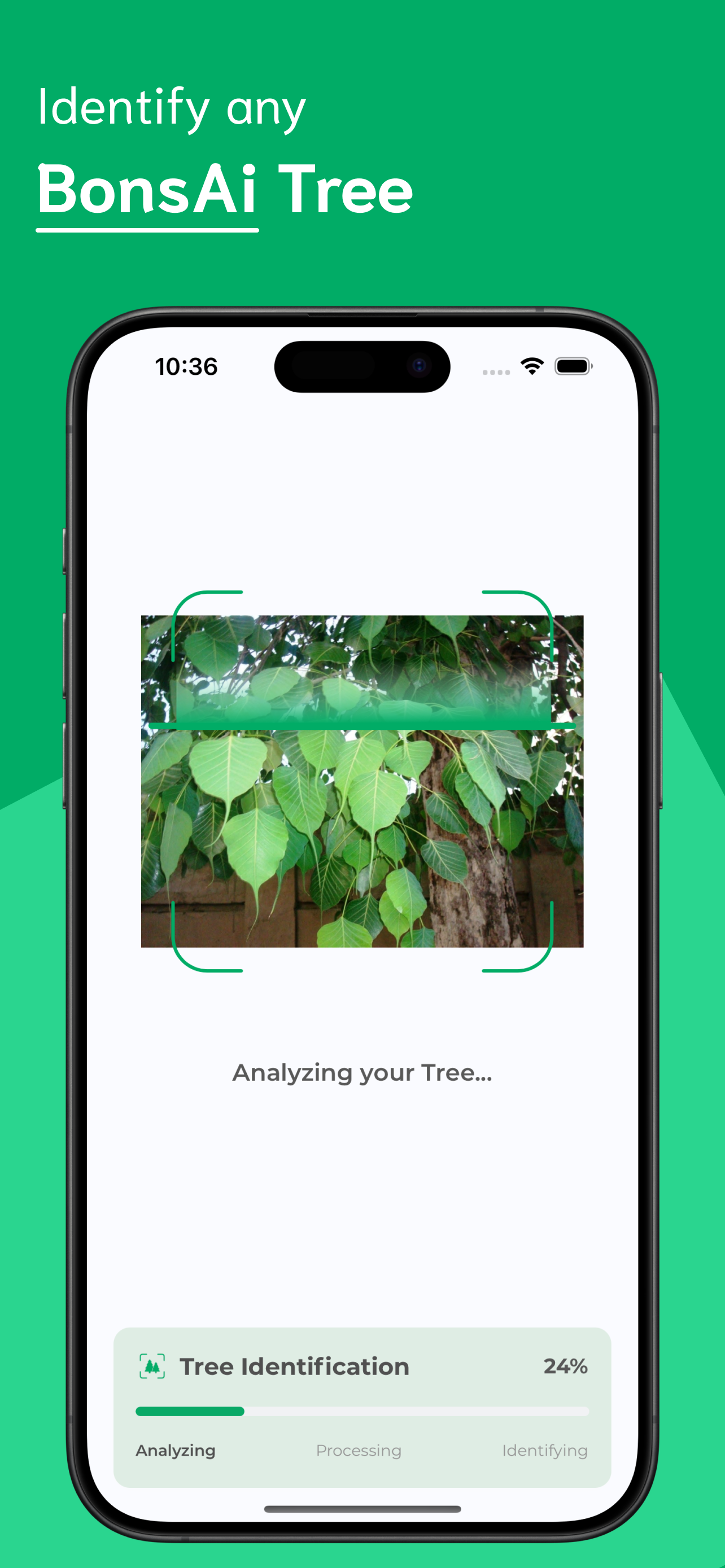 Tree Identifier screenshot 2