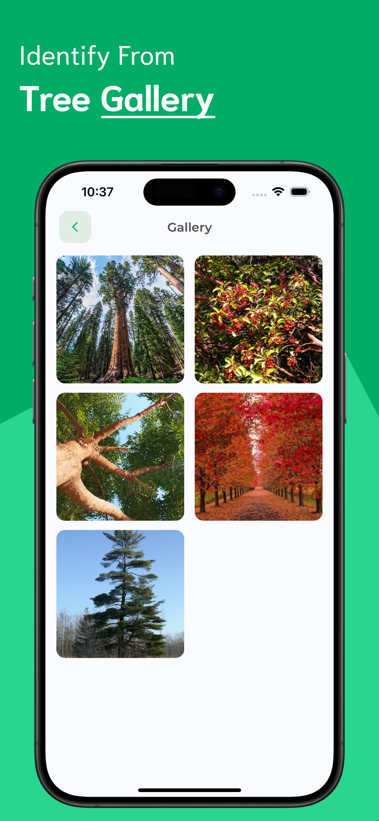 Tree Identifier screenshot 6